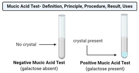 mucic acid test principle|QUALITATIVE TESTS FOR CARBOHYDRATES .